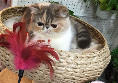 猫咪住高楼有利也有弊 猫咪住高楼有利也有弊