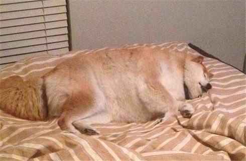 秋冬季节狗狗容易染上犬细小病毒吗? 秋冬季节狗狗容易染上犬细小病毒吗?