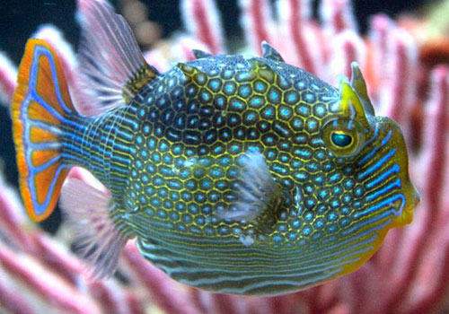 箱鲀鱼科海水鱼饲养方法 箱鲀鱼科海水鱼饲养方法