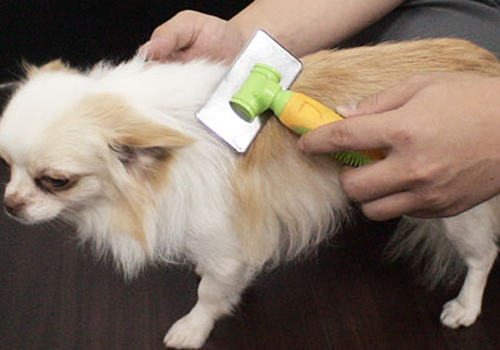 让狗狗远离寄生虫狗的工具有哪些
