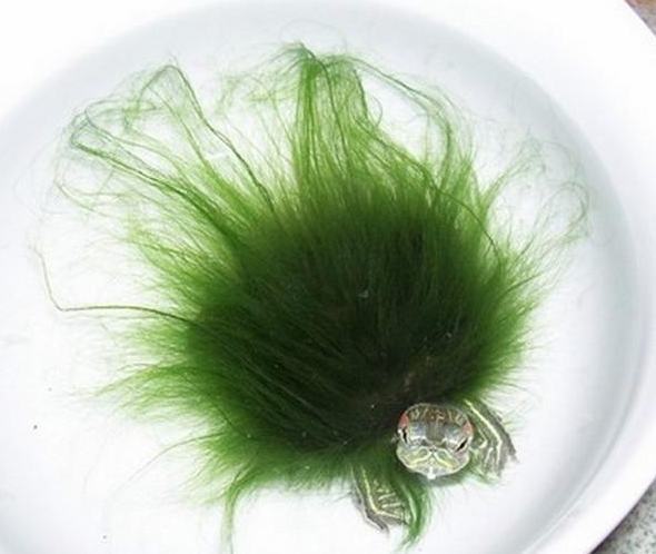 人工培育绿毛龟的方法