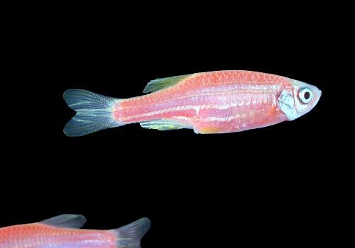 斑马鱼寿命，斑马鱼能活多久