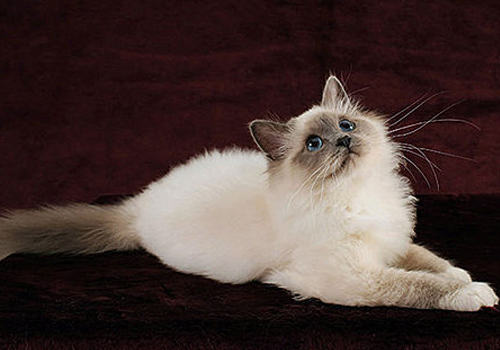 如何治疗猫咪粉刺