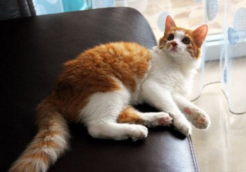 猫咪脱水可分为哪几种