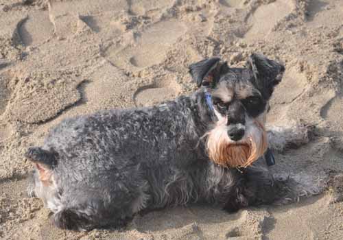 雪纳瑞感冒了怎么办