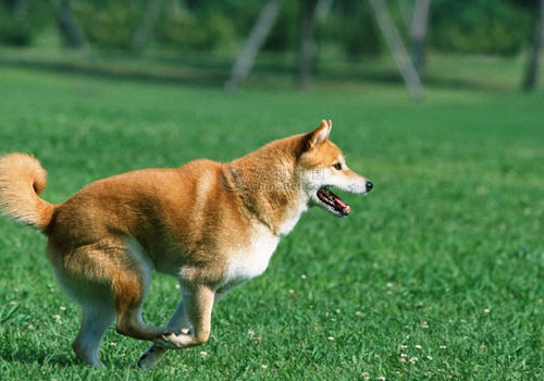 狗狗相关行为知识