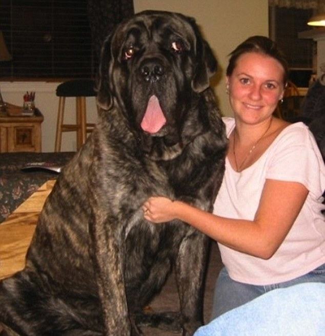 饲养大型和巨型犬主人们必看 饲养大型和巨型犬主人们必看