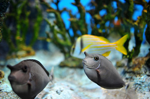 停电应如何为热带鱼保温