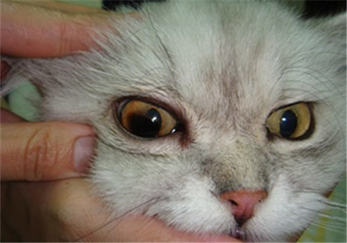 猫咪眼部疾病——青光眼
