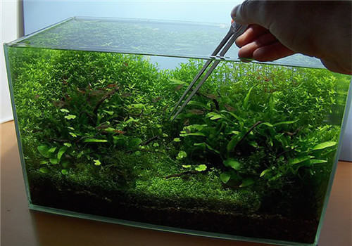 净化水族箱水质的方法