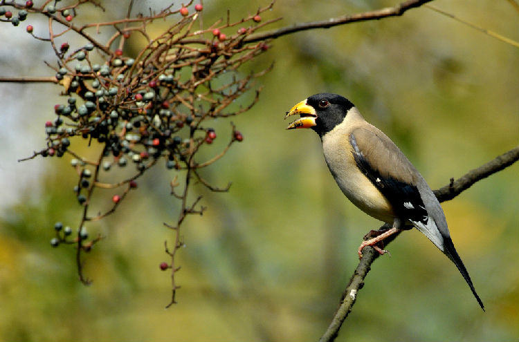 黑头蜡嘴雀的特征介绍