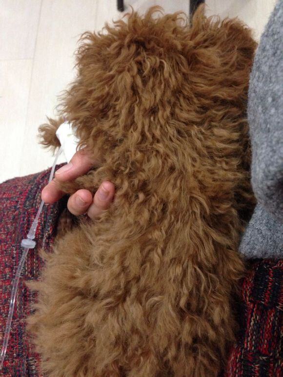 犬慢性肾功能衰竭的诊疗体会 犬慢性肾功能衰竭的诊疗体会