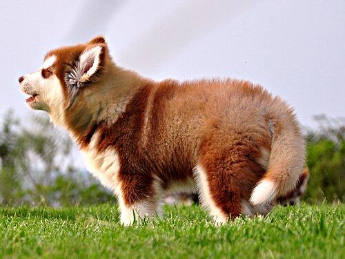 阿拉斯加的饲养成本，饲养阿拉斯加的花费