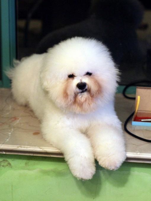 狗狗泪腺该如何清理