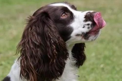 英国跳猎犬适合家养吗？英国跳猎犬优缺点介绍
