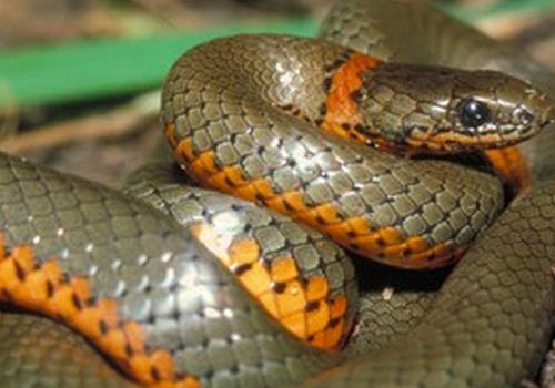 蛇的消化系统如何