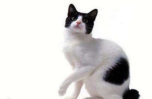 日本短尾猫好吗？日本短尾猫介绍