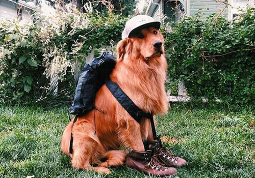 带上狗狗旅行的注意事项