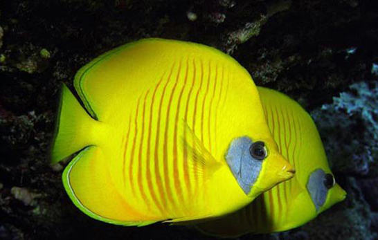 如何让水族箱水质保持稳定