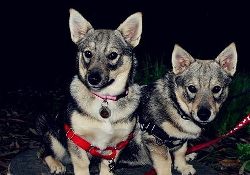 狗狗发育不良的原因