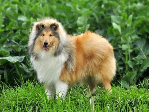 狗狗皮肤病的预防原则