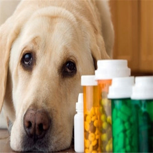 让狗狗乖乖吃药有妙招