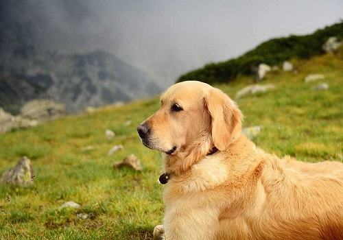 常见的长毛大型犬都有哪些品种? 常见的长毛大型犬都有哪些品种?