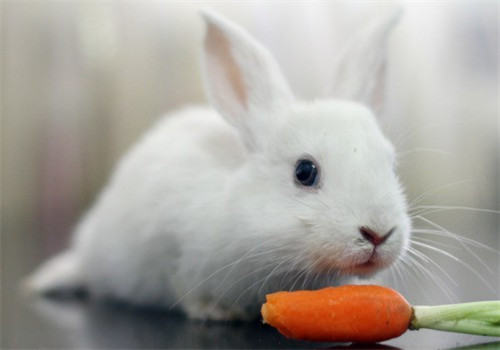 冬天要给兔子吃胡萝卜
