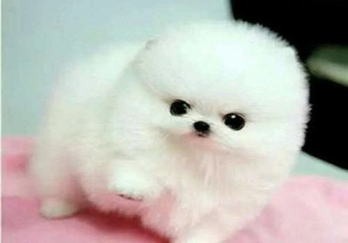 博美犬好养吗？博美犬饲养注意事项