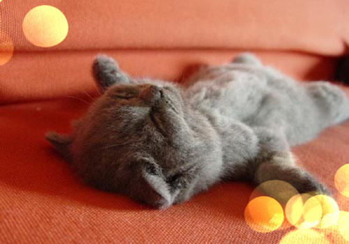 如何给苏格兰折耳猫毛发护理 如何给苏格兰折耳猫毛发护理