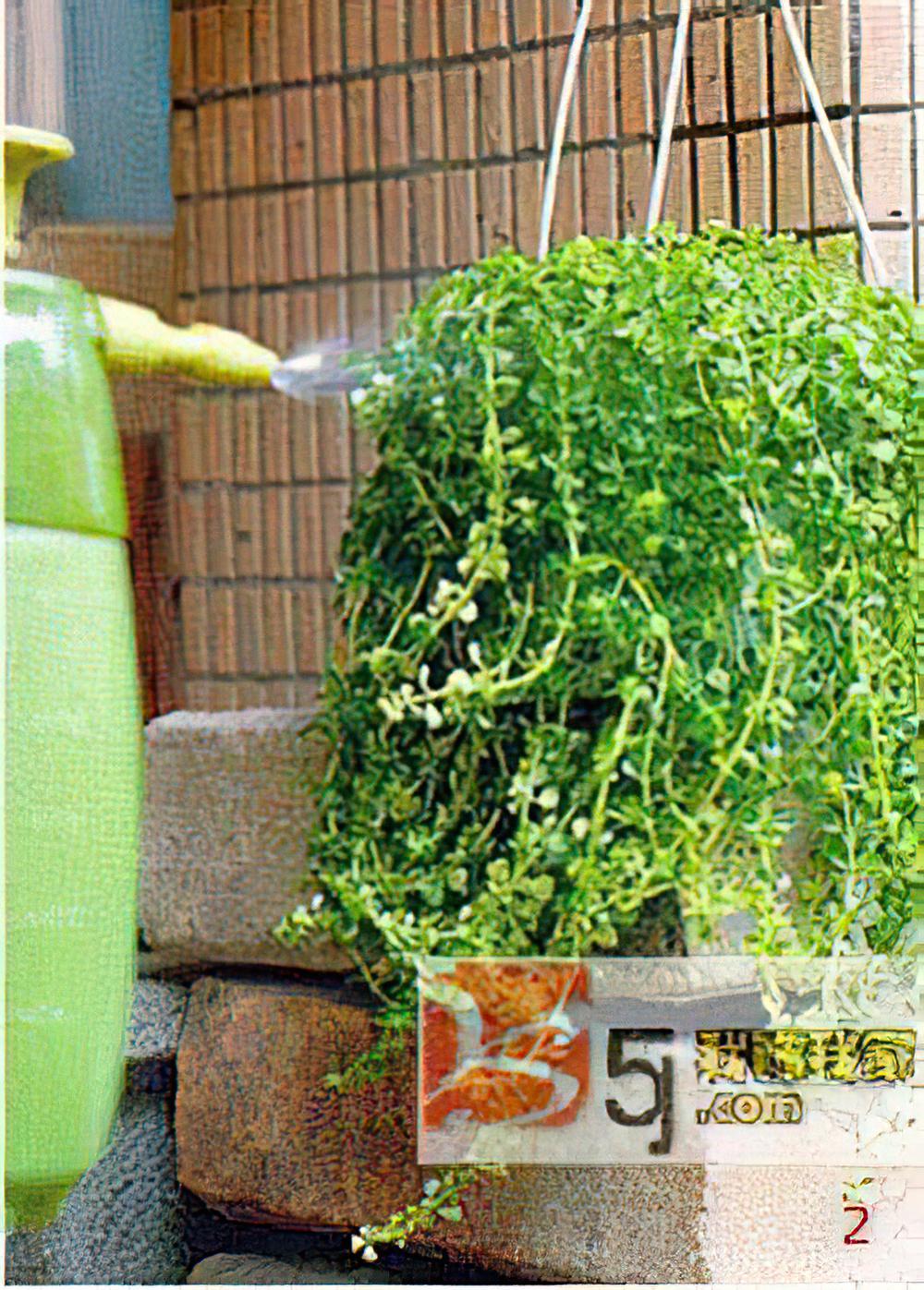 户外吊盆植物栽种培养重点(图)