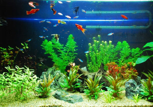 观赏鱼混养的注意事项