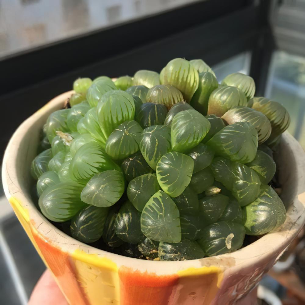 用爆盆的姬玉露证明，我不是“植物杀手”