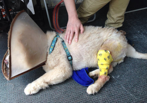 松狮犬膝关节手术与麻醉意外应急处理