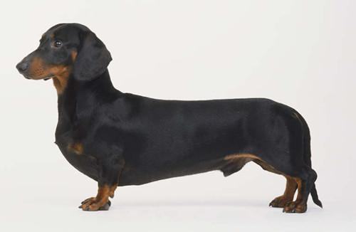 迷你腊肠犬好养吗?迷你腊肠犬饲养 迷你腊肠犬好养吗?迷你腊肠犬饲养