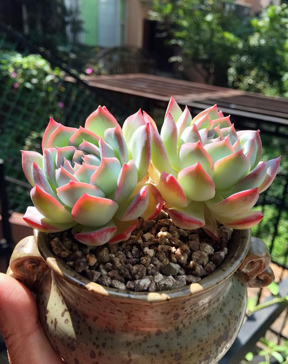 瘦死的骆驼比马强！季节的变化还是让肉肉们开始悄悄变美