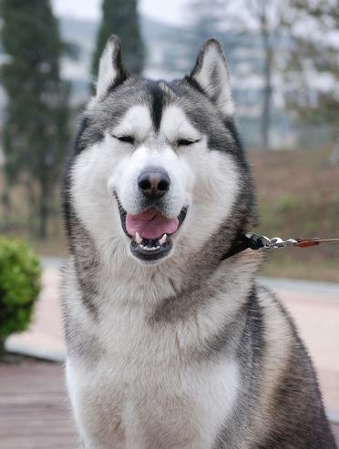 挑选狗狗前先了解类型的狗适合你