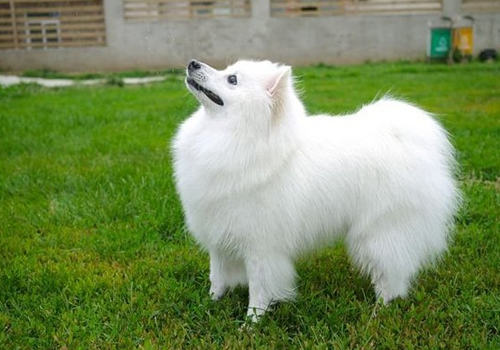 如何处理犬腹壁疝