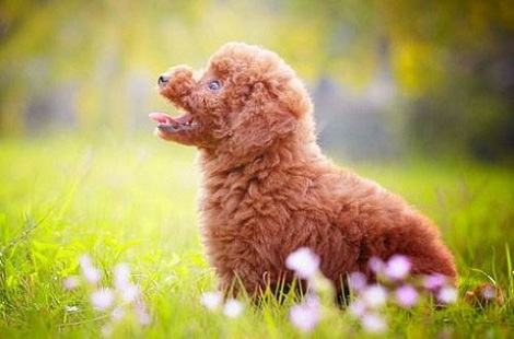 打疫苗之前能给泰迪犬洗澡吗？