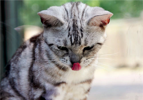 猫咪为什么吃不了热食