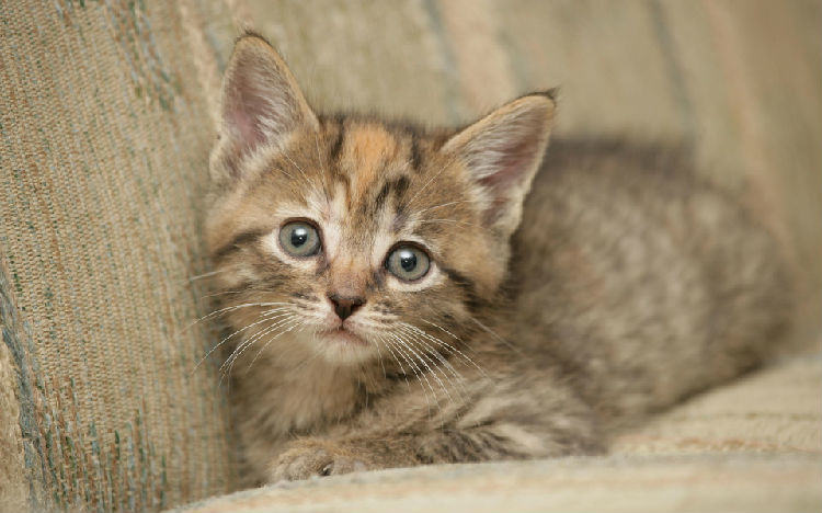 猫咪为啥会流口水