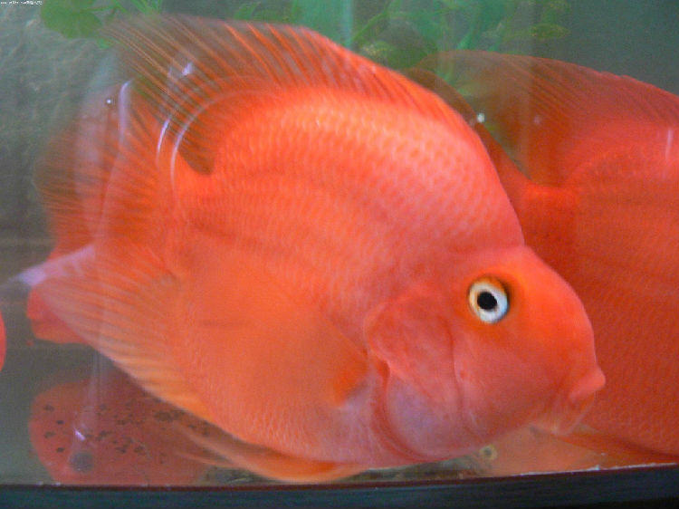 鹦鹉鱼黑斑病的原因分析