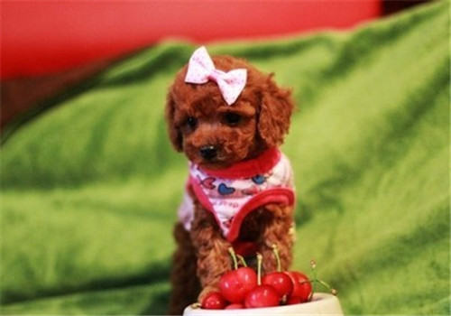 饲养泰迪熊需要注意哪些问题呢