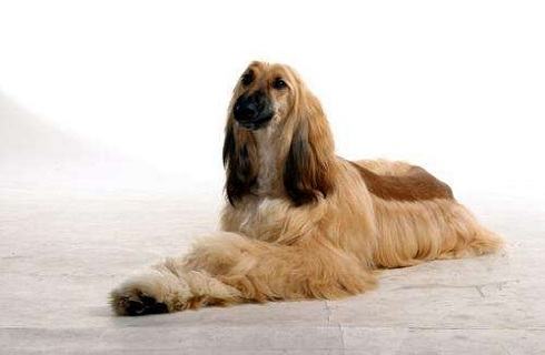 阿富汗猎犬好养吗？要怎么养？