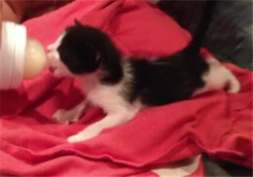 关注新生仔猫死亡症