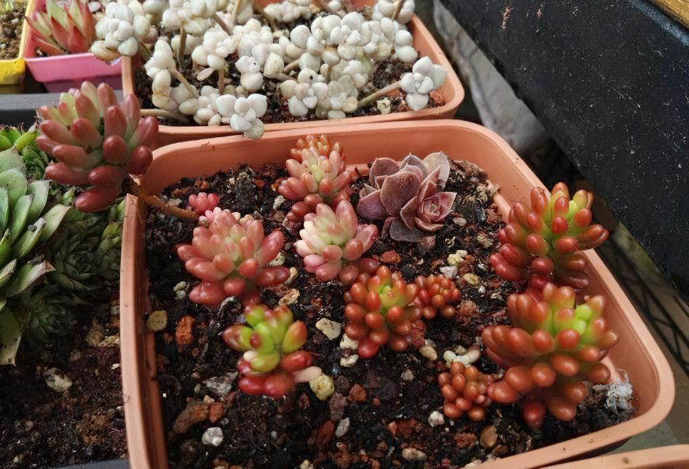 秋天已经过半 ，现在这时节来秀秀我的肉肉该不讨恨了吧？
