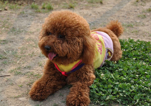 泰迪犬为什么会褪色？