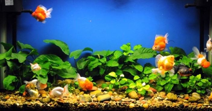 观赏鱼缸的背景图选择