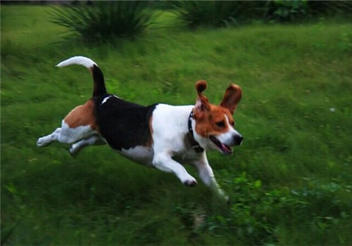比格犬的喂食要点