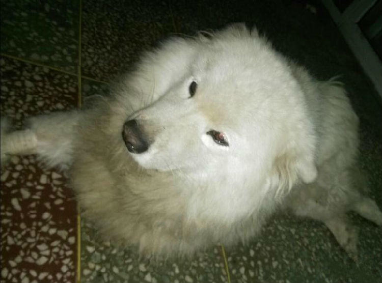 犬车祸后脊椎骨折的治疗